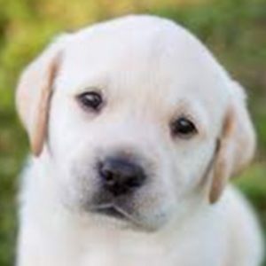 Meet your Posher, Devin